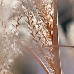 Wildflowers of the Ballona, Los Angeles’s last remaining wetland