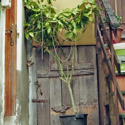 BACKYARD – 35mm ANALOG SHOT