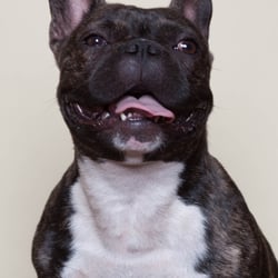 Vito – französische Bulldogge
