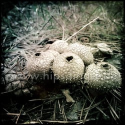 Gelochte Pilze…