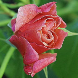 Rose1