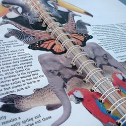 Climate change book / personal project