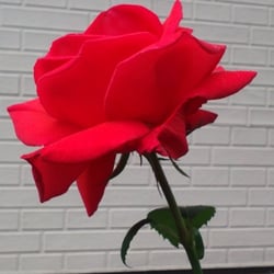 Natur 2012 Blumen Rosen