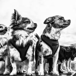 Fine Art Animals – Portrait, Dogs