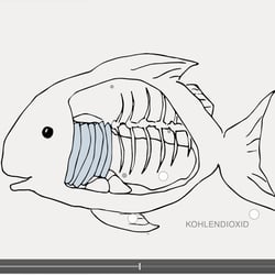 Animationsfilm / Infofilm / Fischatmung