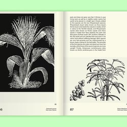 Leafy House Plants Von Benjamin Wurster