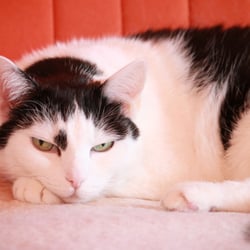 Bastet the Cat 2012 Teil 02