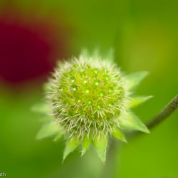 Blumenbild (29 von 60)