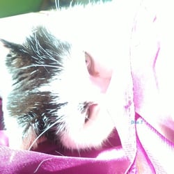 Bastet the Beauty Cat..