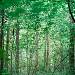 Wald 8