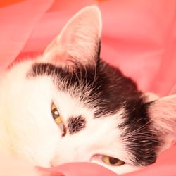 Bastet the Cat 2012 Teil 03