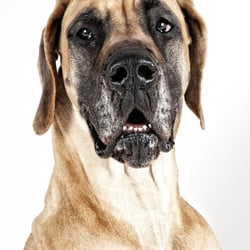 Dogge