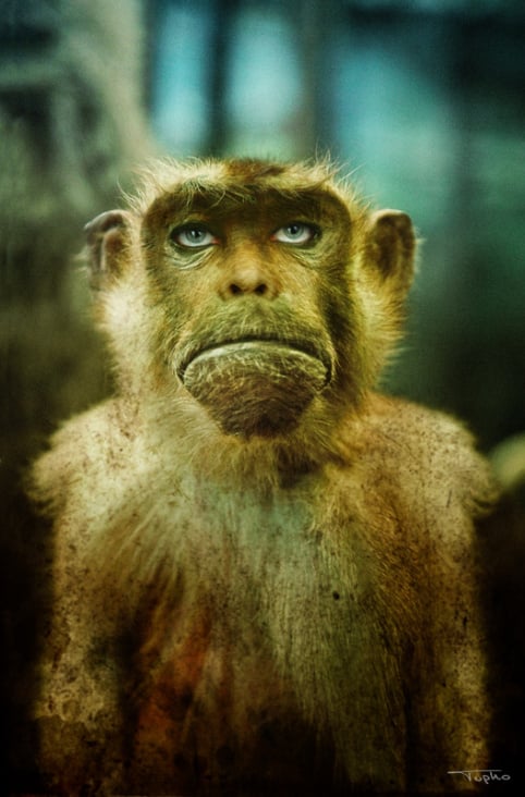 Affe