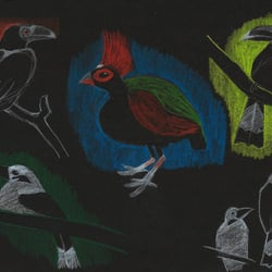 birds zoo