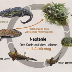 Neotenie bei Ambystoma andersoni
