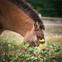 Wildpferde Przewalski StephanieBaer 0006