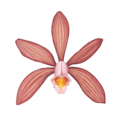 Cattleya forbesii-VB