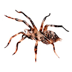 spider |||