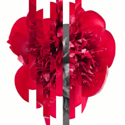 COMME des GARÇONS