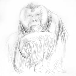 “APE” Tierzeichnung – Graphit