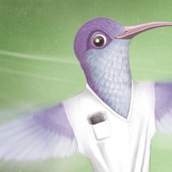 Kolibri