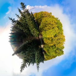 Kugelpanorama/ Little Planet –  Wald bei Oberursel