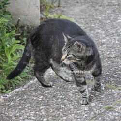 Cat Juli 2014 © by Dina.T