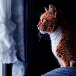 Christian Schirbort Photography Cat Foehr
