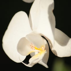 Orchidee- Foto Übungen März 2014