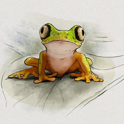 Agalychnis lemur