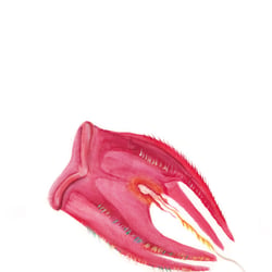 qualle rot
