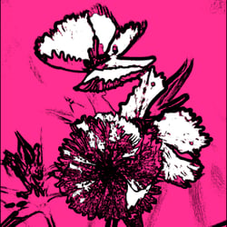 Pink Lady