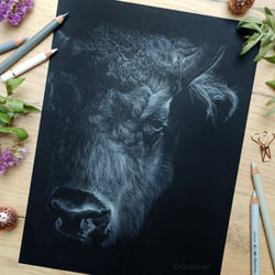 Zeichnung eines Bisons mit weißem Polychromos