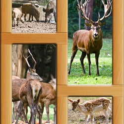 Wildpark