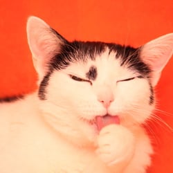 Bastet the Cat 2012 Teil 02