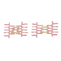 Aktin, Myosin