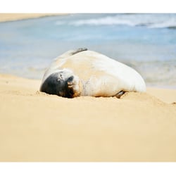 Kauai