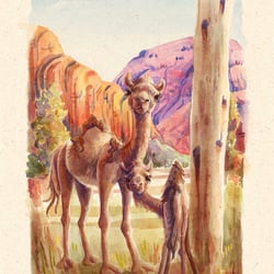 Australische Kamele