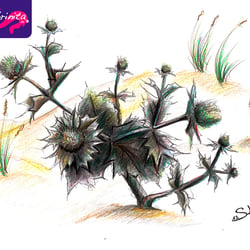 Distel im Sand – Bundstifte