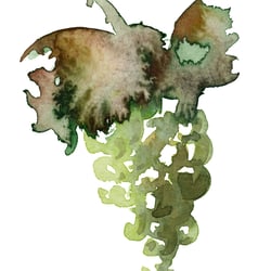 Weintraube