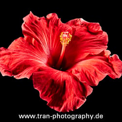 Hibiskus