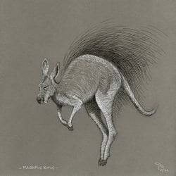 kangaroo