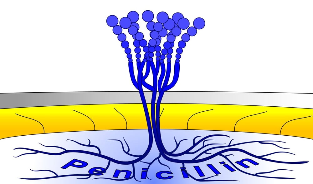 Penicillium Kolonie