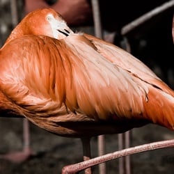 Flamingo