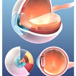 Auge Querschnitt