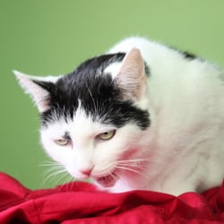 Bastet the Beauty Cat 30. Okt. 2012