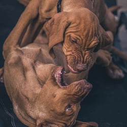 Hundefotografie, Tierfotografie