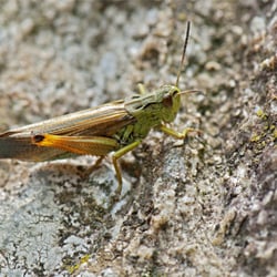Heuschrecke