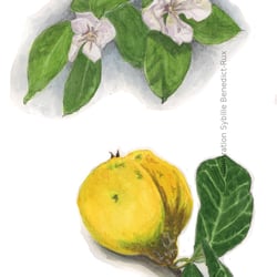 Quitte – Blüten und Frucht