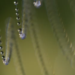 Spinnennetz